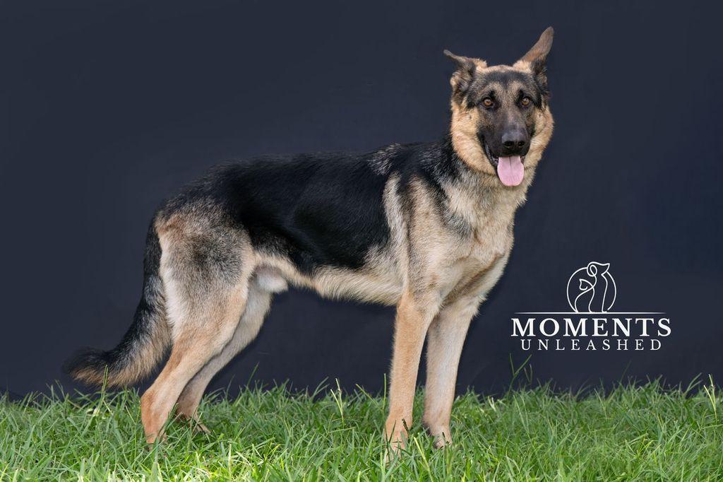 Rexx, an adopted German Shepherd Dog in Myakka City, FL image 4/5