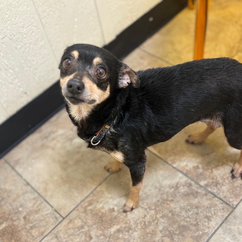 Breezy, Adoptable, Senior Female Chihuahua & Mixed Breed.