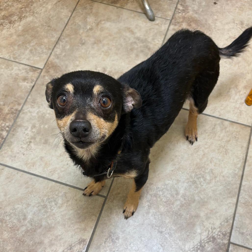 Breezy, a Adoptable mixed breed in Tulsa, OK image 3/4