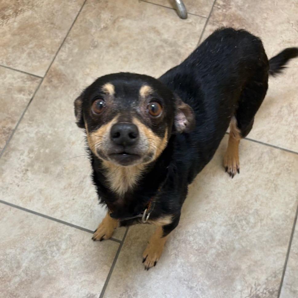 Breezy, a Adoptable mixed breed in Tulsa, OK image 4/4