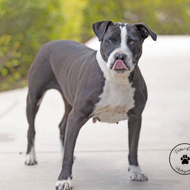 Rosie, Adoptable, Adult Female Pit Bull Terrier & Mixed Breed.
