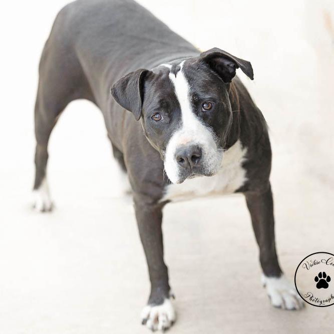 Enlarge Rosie, a Adoptable mixed breed in Abilene, TX image 2/4