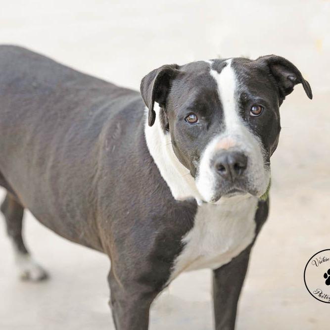 Enlarge Rosie, a Adoptable mixed breed in Abilene, TX image 3/4