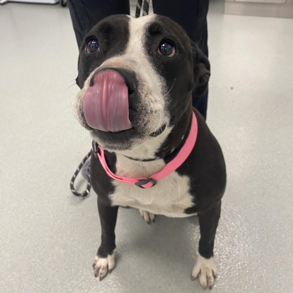 Enlarge Rosie, a Adoptable mixed breed in Abilene, TX image 4/4
