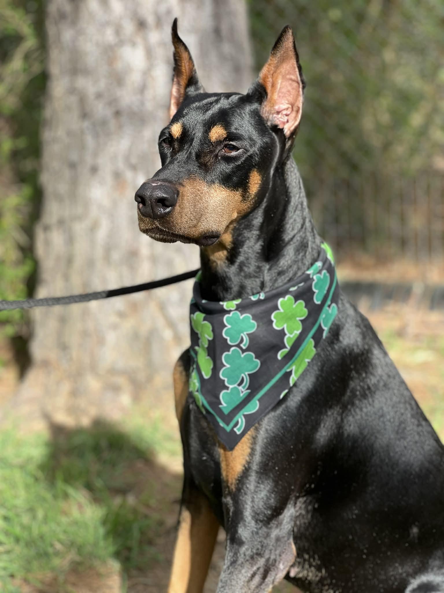 Enlarge Apollo, a ADOPTABLE Doberman Pinscher in Brunswick, ME image 2/5