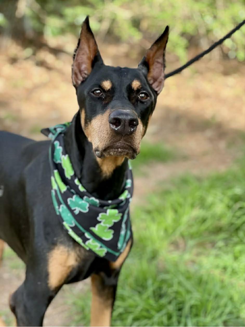 Enlarge Apollo, a ADOPTABLE Doberman Pinscher in Brunswick, ME image 3/5