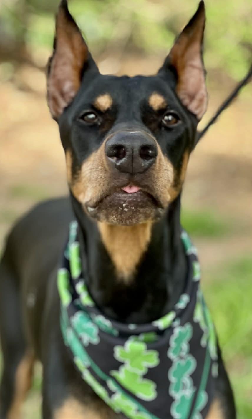 Apollo, adopted, Adult Male Doberman Pinscher.