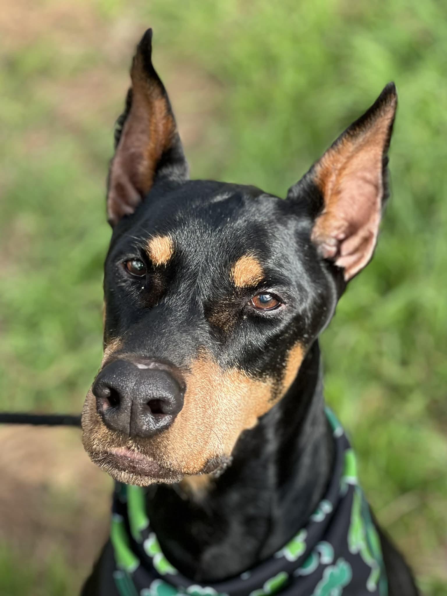 Enlarge Apollo, a ADOPTABLE Doberman Pinscher in Brunswick, ME image 5/5