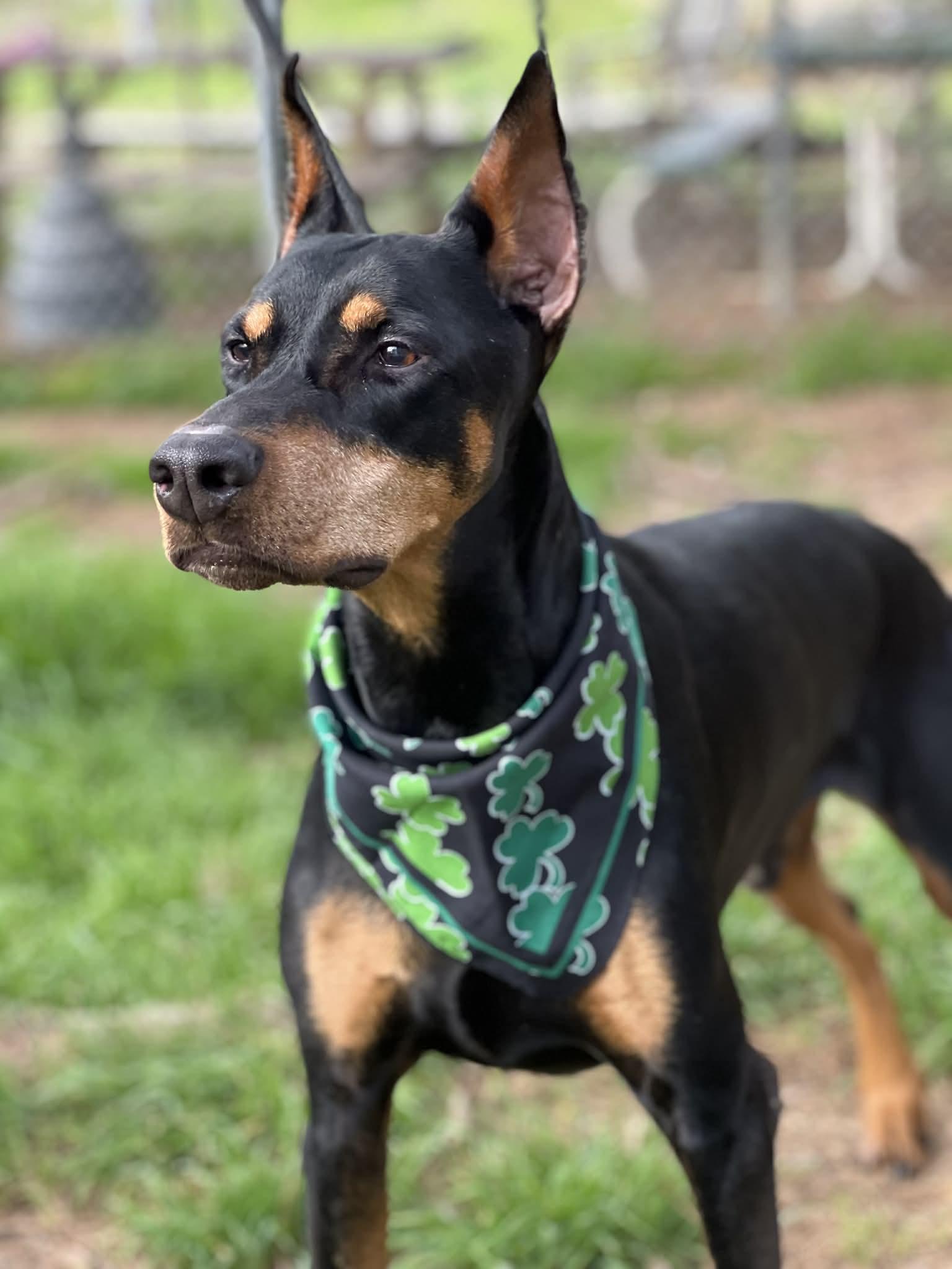Enlarge Apollo, a ADOPTABLE Doberman Pinscher in Brunswick, ME image 4/5