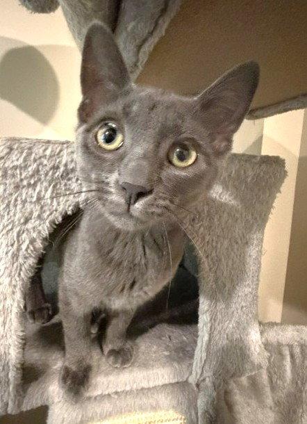 Lemi and Lumi, a Adoptable Domestic Short Hair in Shawnee, KS image 1/3