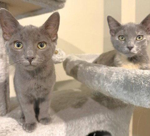 Lemi and Lumi, a Adoptable Domestic Short Hair in Shawnee, KS image 2/3
