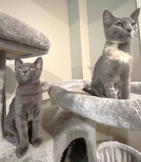 Lemi and Lumi, a Adoptable Domestic Short Hair in Shawnee, KS image 3/3