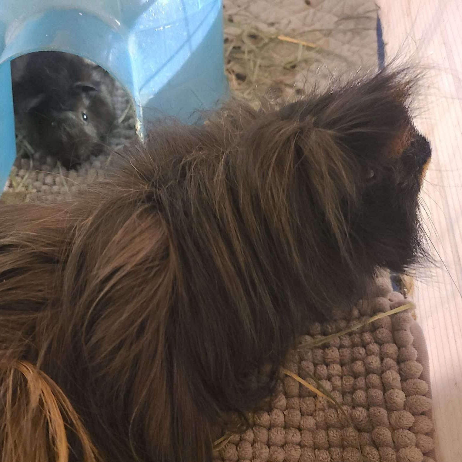 Soot & Kaos, ADOPTABLE, Baby Male Abyssinian & Peruvian.