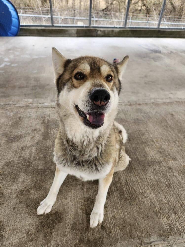 Enlarge Sierra, a Adoptable mixed breed in Bolivar, MO image 1/1