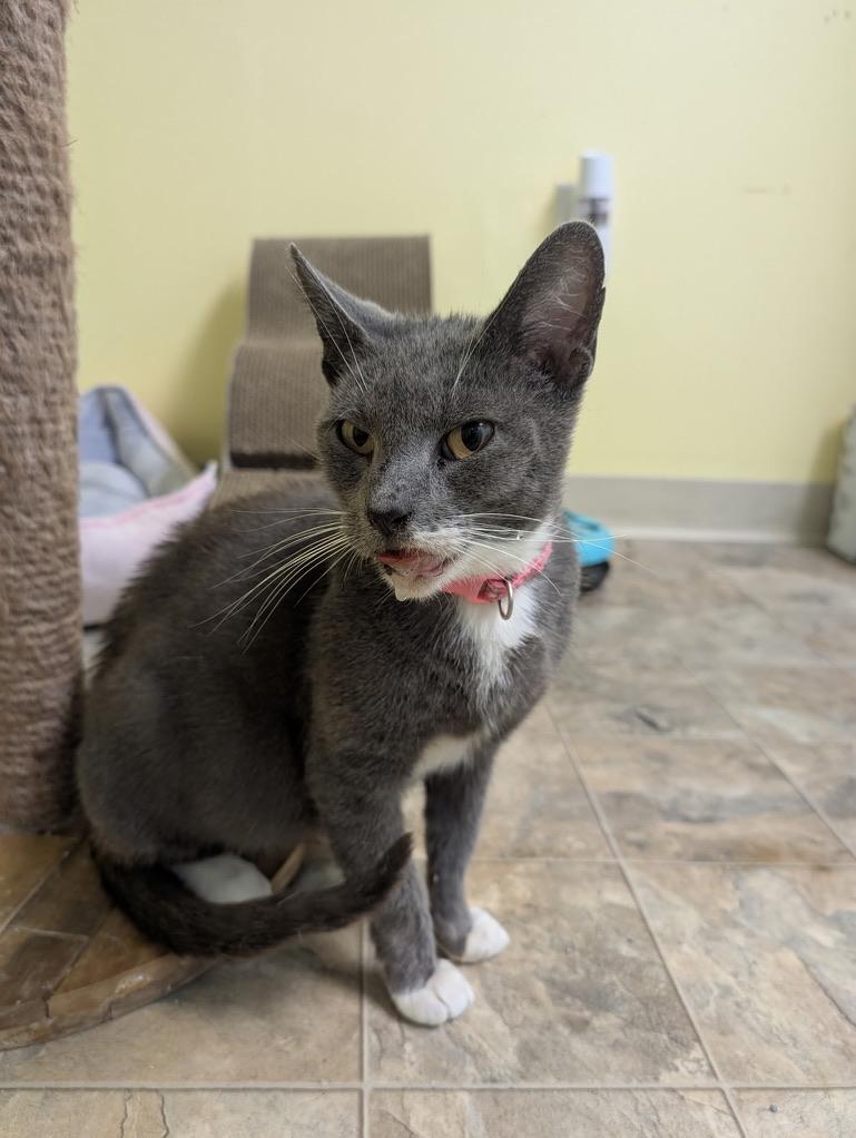 Enlarge STEVIE, a Adopted Domestic Short Hair in KENTON, DE image 2/4