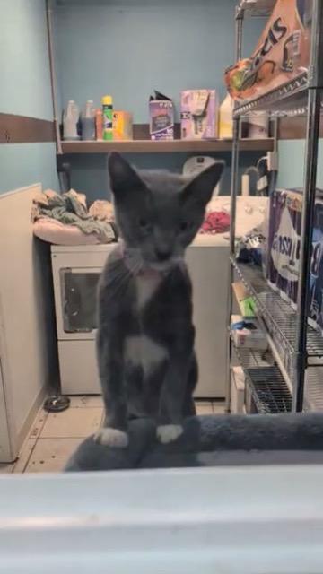 Enlarge STEVIE, a Adopted Domestic Short Hair in KENTON, DE image 3/4