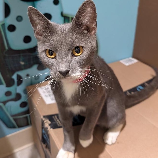 Enlarge STEVIE, a Adopted Domestic Short Hair in KENTON, DE image 1/4