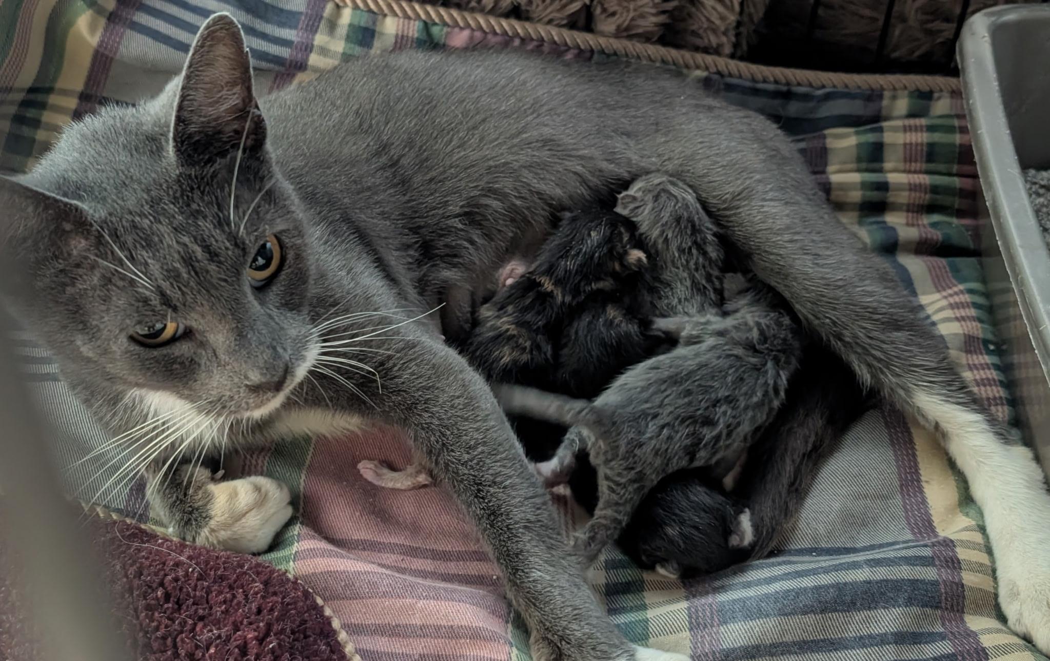 Enlarge STEVIE, a Adopted Domestic Short Hair in KENTON, DE image 4/4