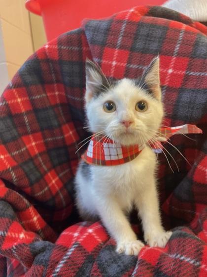 Dot, Adoptable, Young Female Domestic Short Hair & Domestic Short Hair.