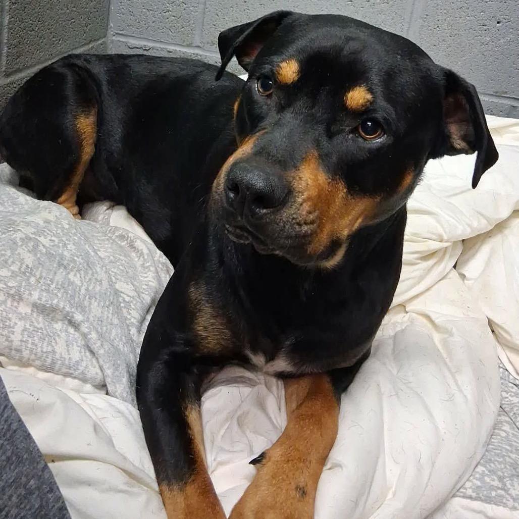 Enlarge Root, a Adoptable Rottweiler in Corbin, KY image 1/1