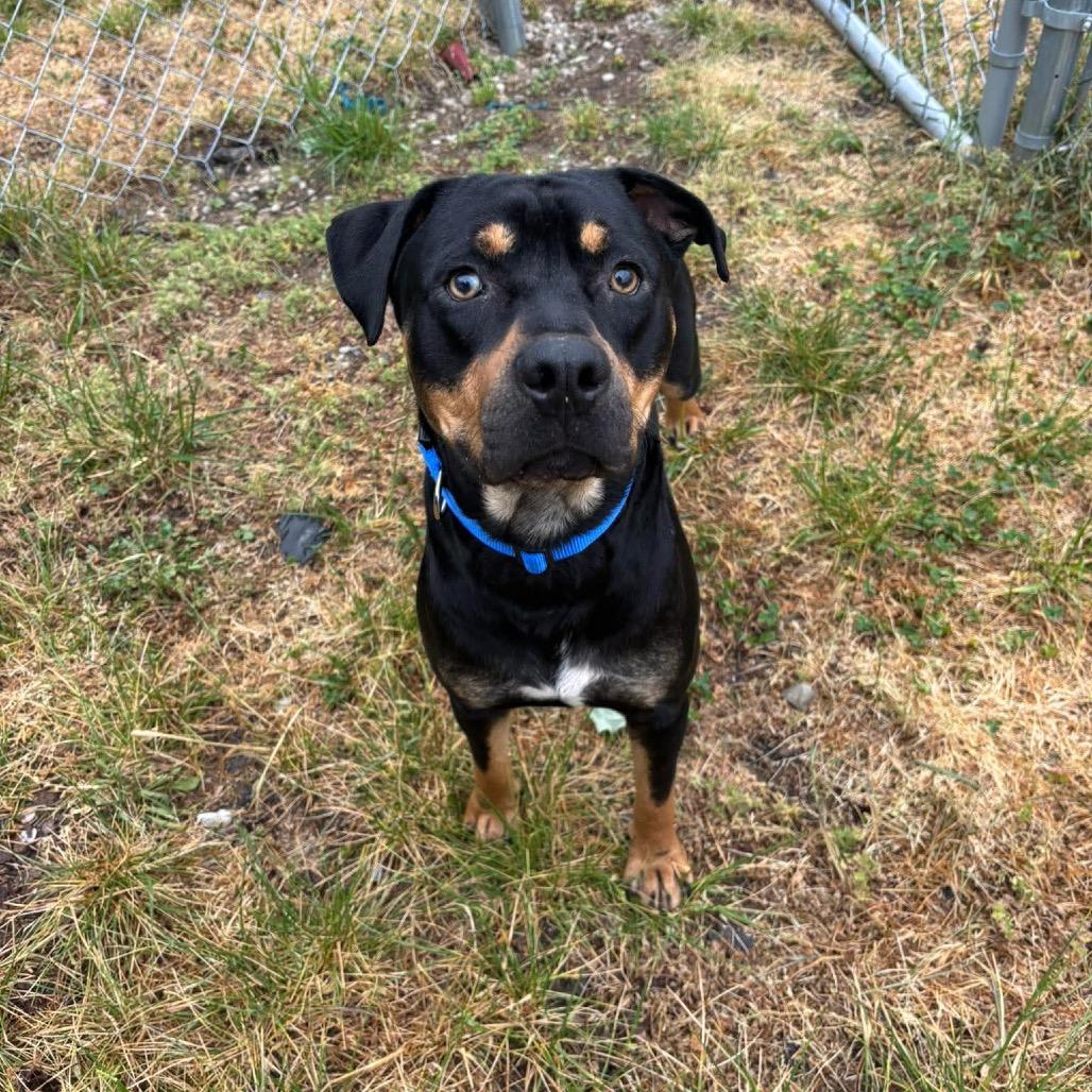Root(Rooty), a Adoptable Rottweiler in Corbin, KY image 2/2