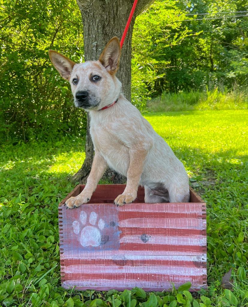 Turner, Adoptable, Puppy Male Australian Cattle Dog / Blue Heeler.