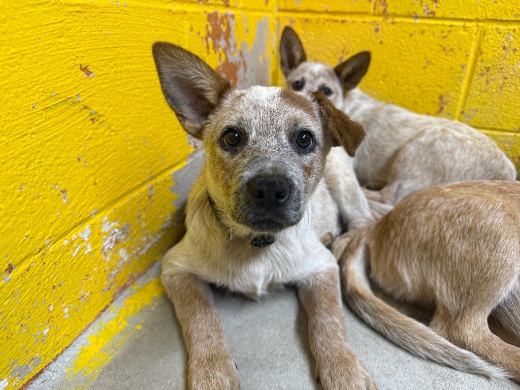 Enlarge Turner, a Adoptable Australian Cattle Dog / Blue Heeler in Murray, KY image 2/3