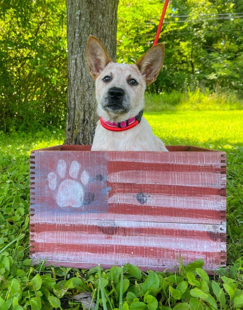 Enlarge Turner, a Adoptable Australian Cattle Dog / Blue Heeler in Murray, KY image 3/3