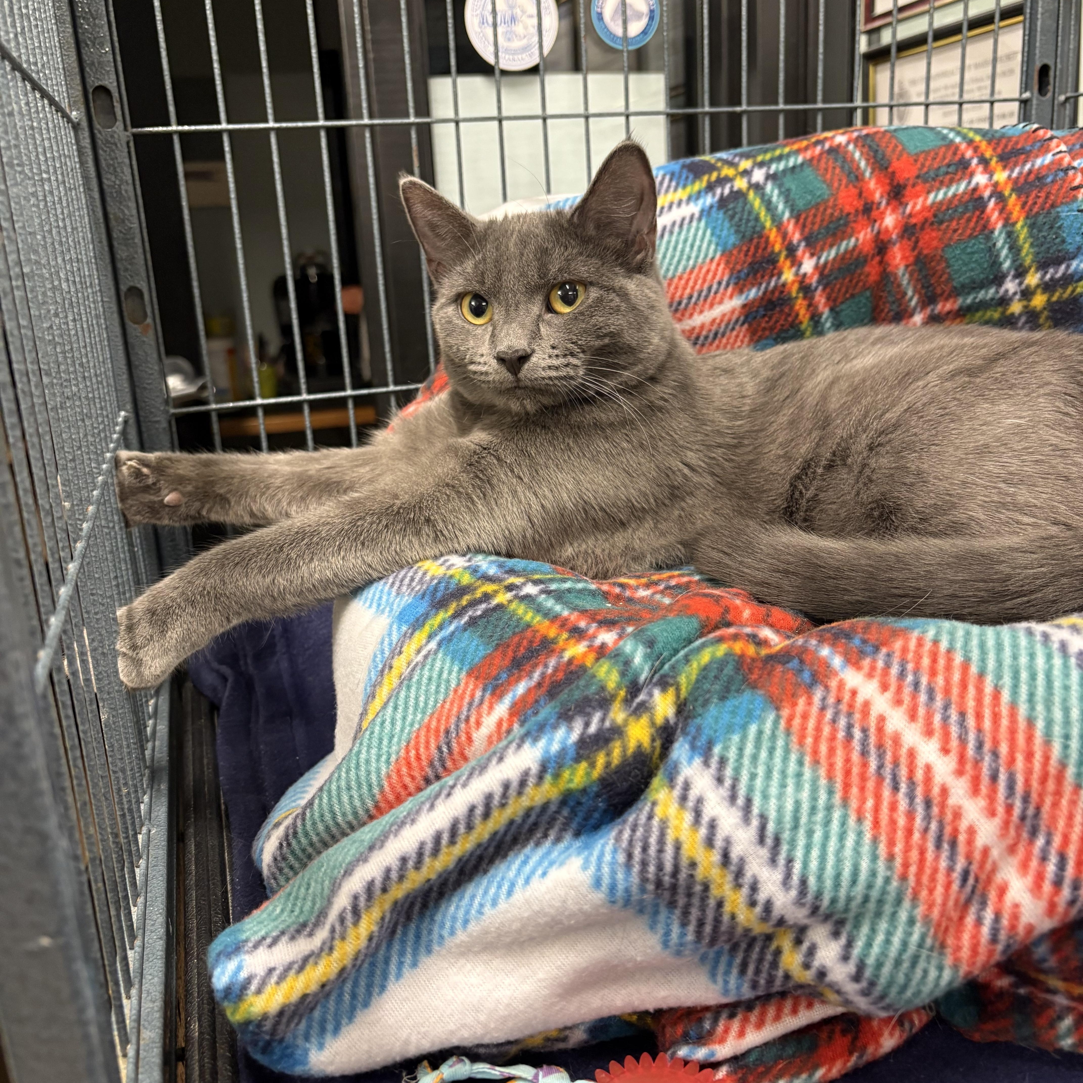 Enlarge Tully, an adopted Domestic Short Hair in Seekonk, MA image 1/6