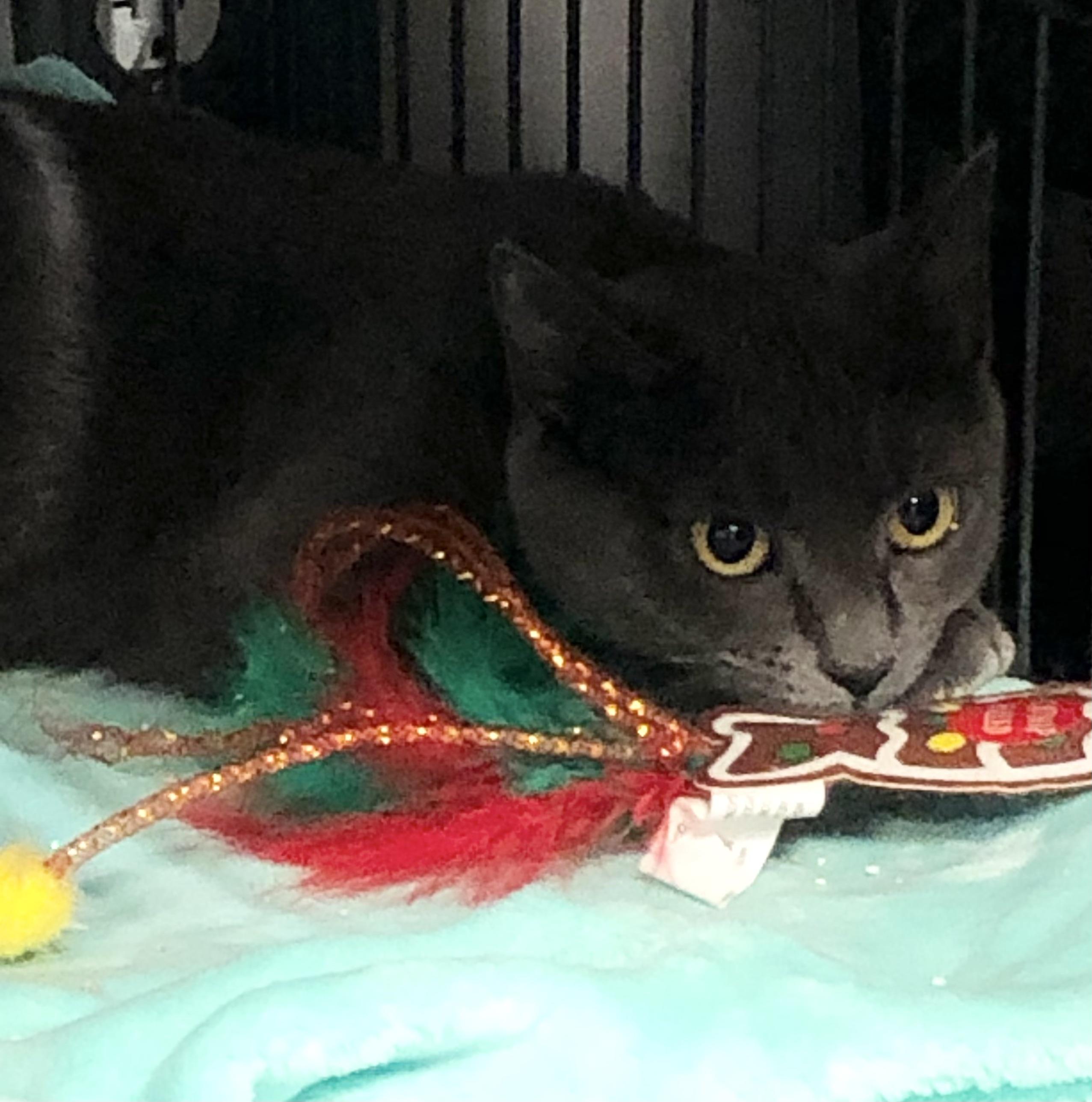 Enlarge Tully, an adopted Domestic Short Hair in Seekonk, MA image 5/6