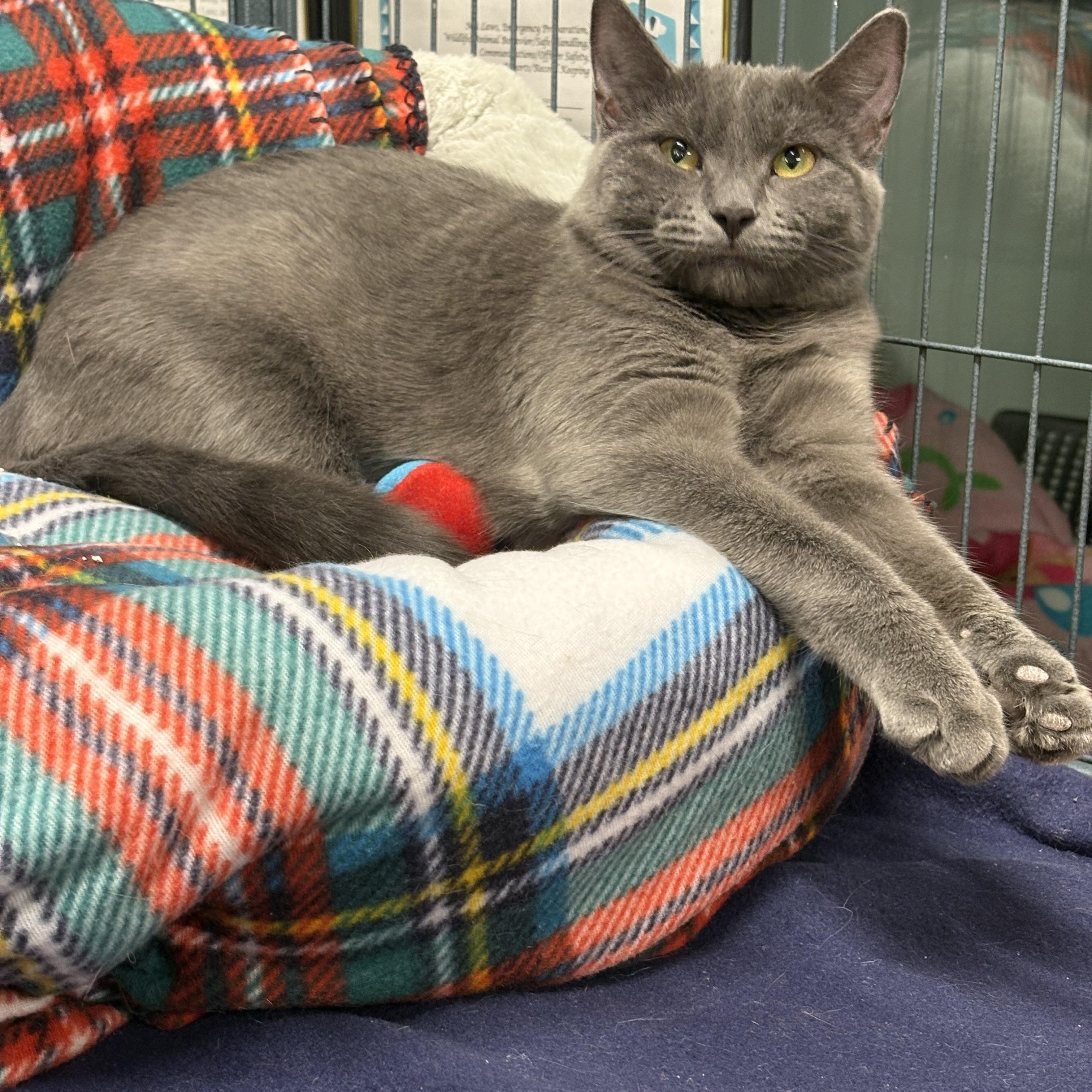 Enlarge Tully, an adopted Domestic Short Hair in Seekonk, MA image 4/6