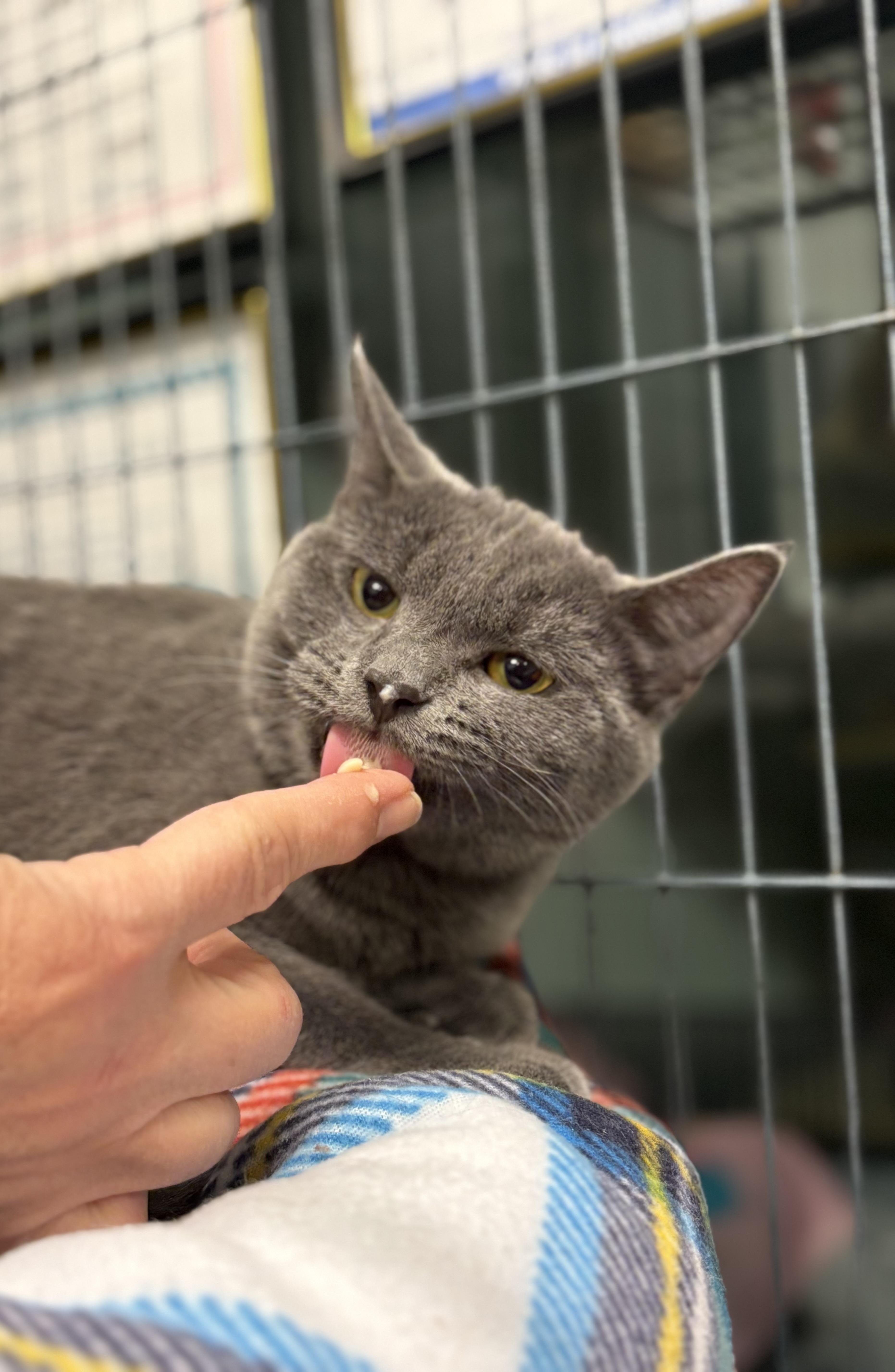 Enlarge Tully, an adopted Domestic Short Hair in Seekonk, MA image 2/6