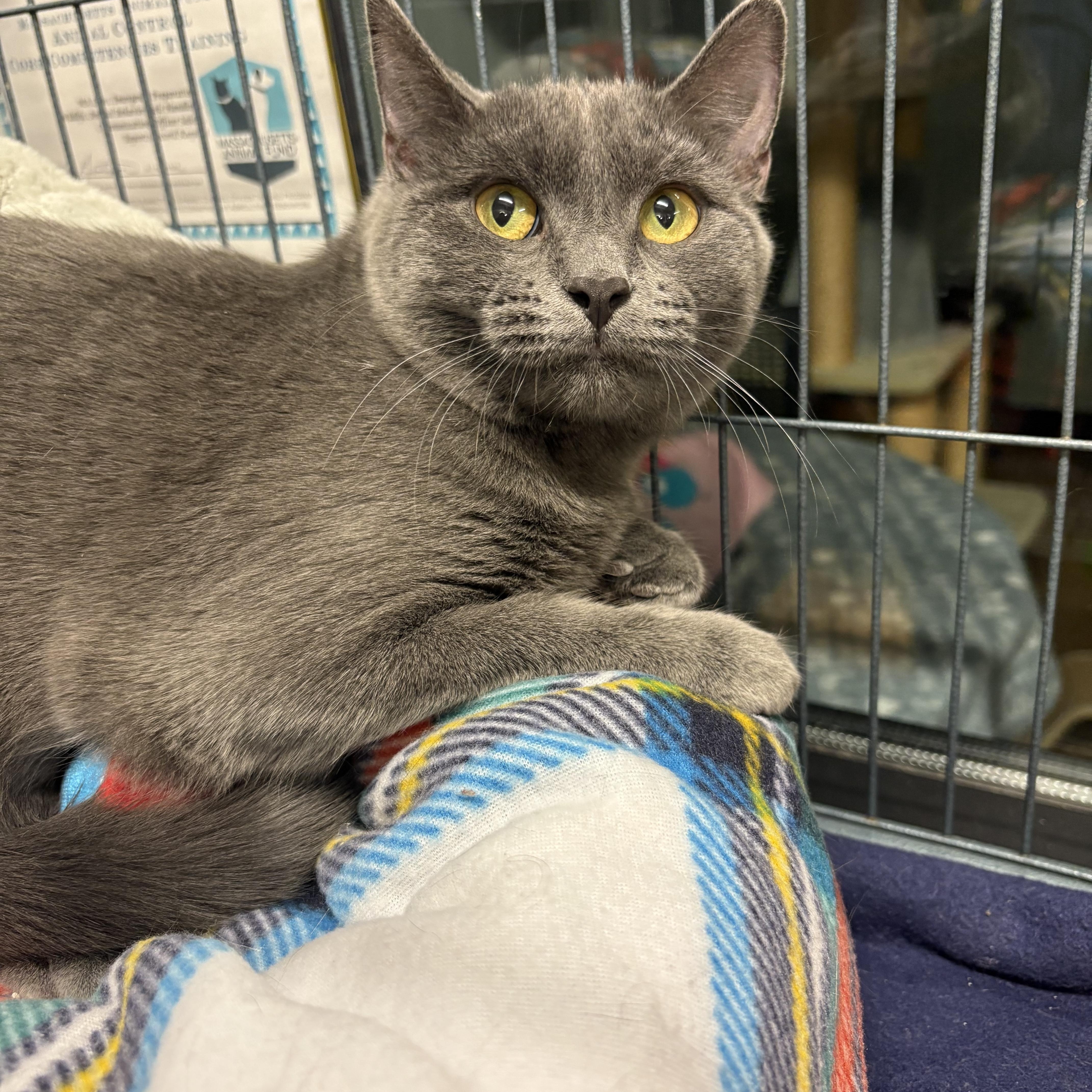 Enlarge Tully, an adopted Domestic Short Hair in Seekonk, MA image 3/6