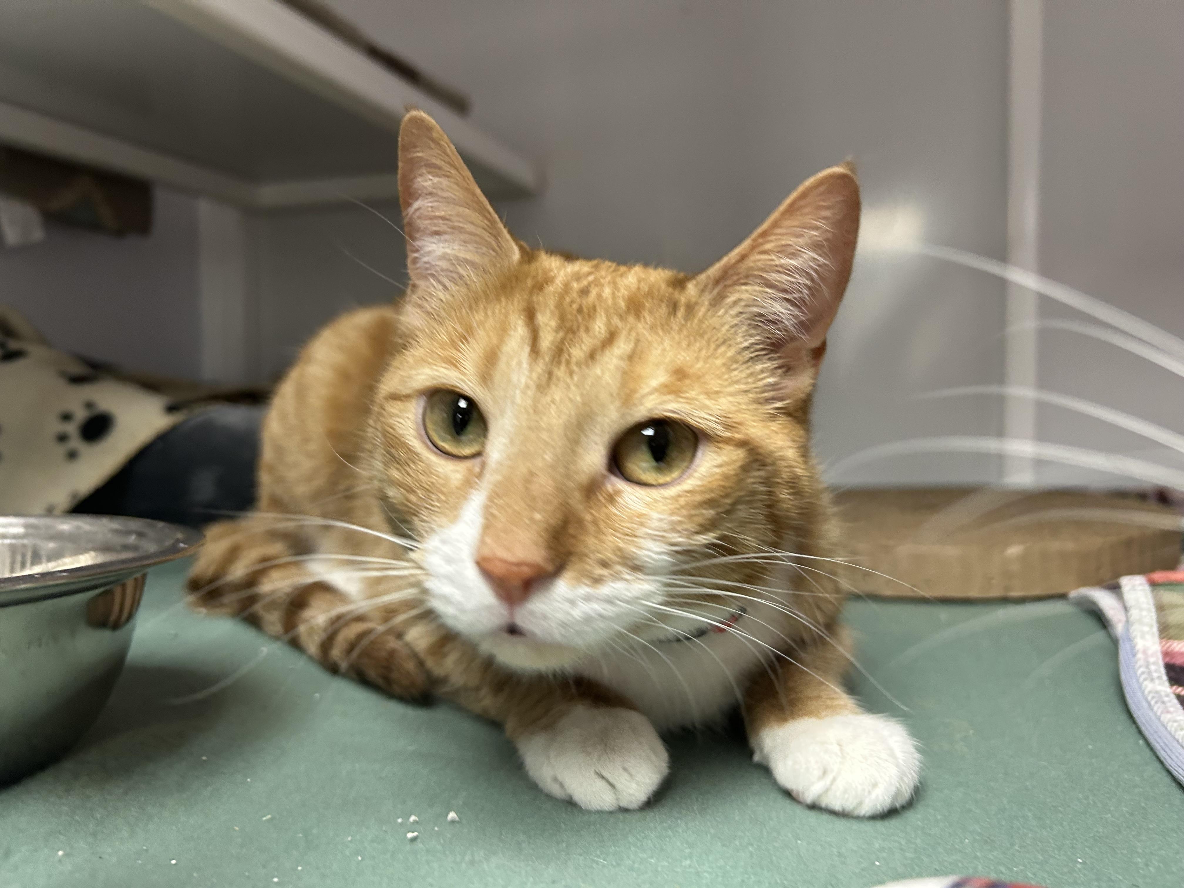 Carib, ADOPTABLE, Adult Female Domestic Short Hair.