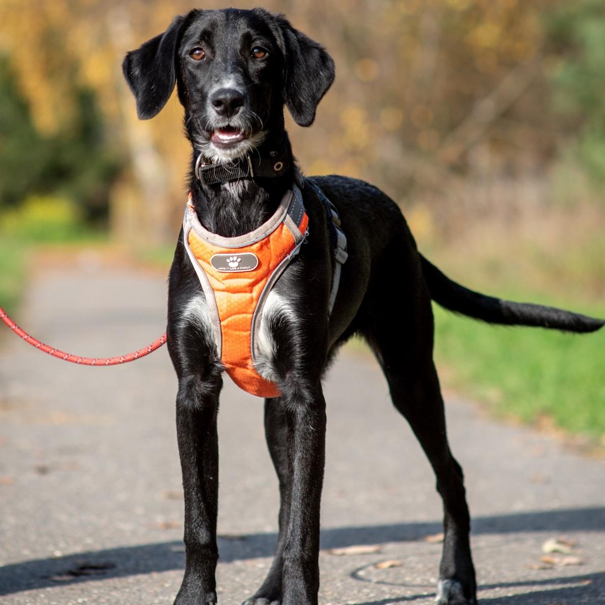 Enlarge Kira, a Adoptable mixed breed in Morristown, NJ image 4/6