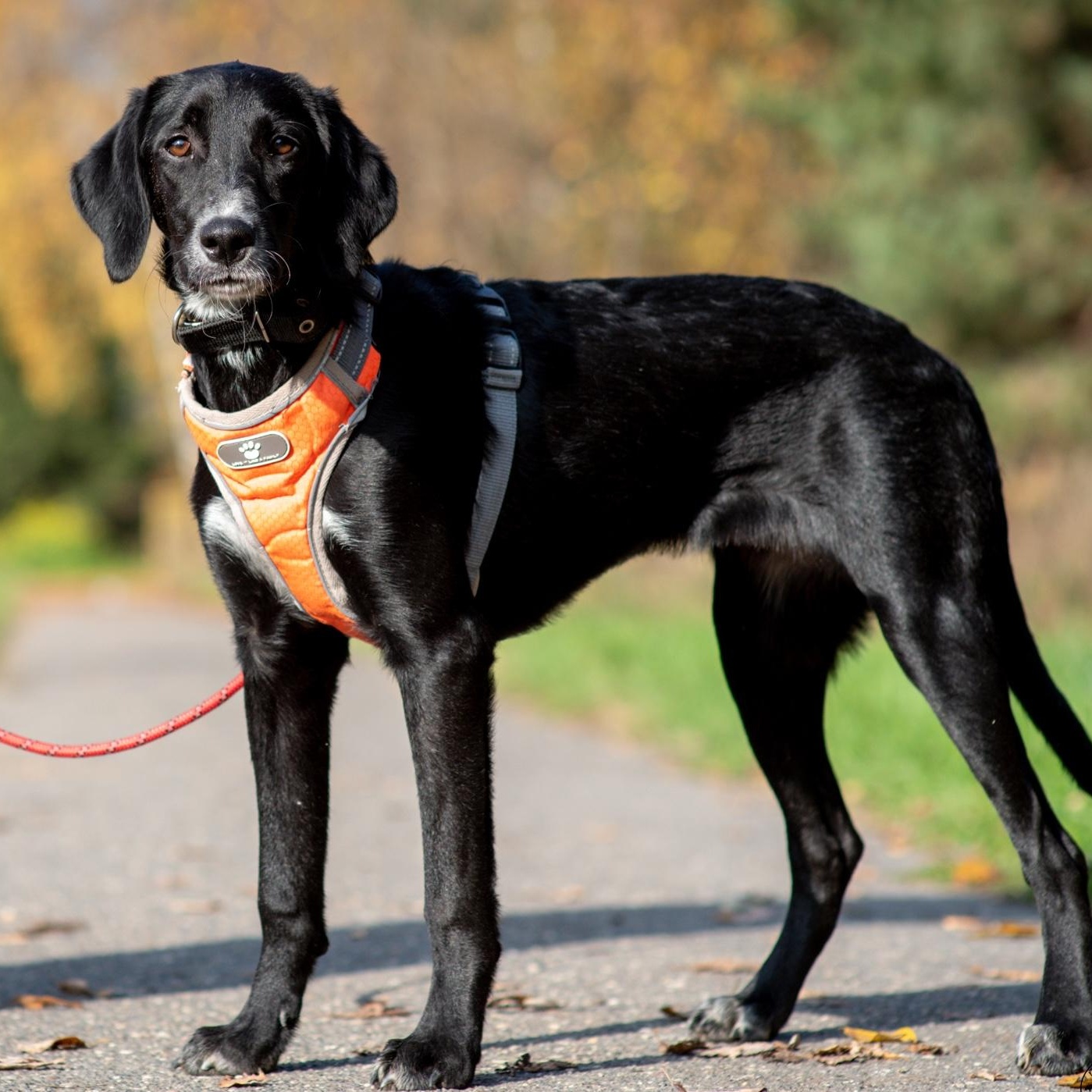 Enlarge Kira, a Adoptable mixed breed in Morristown, NJ image 5/6