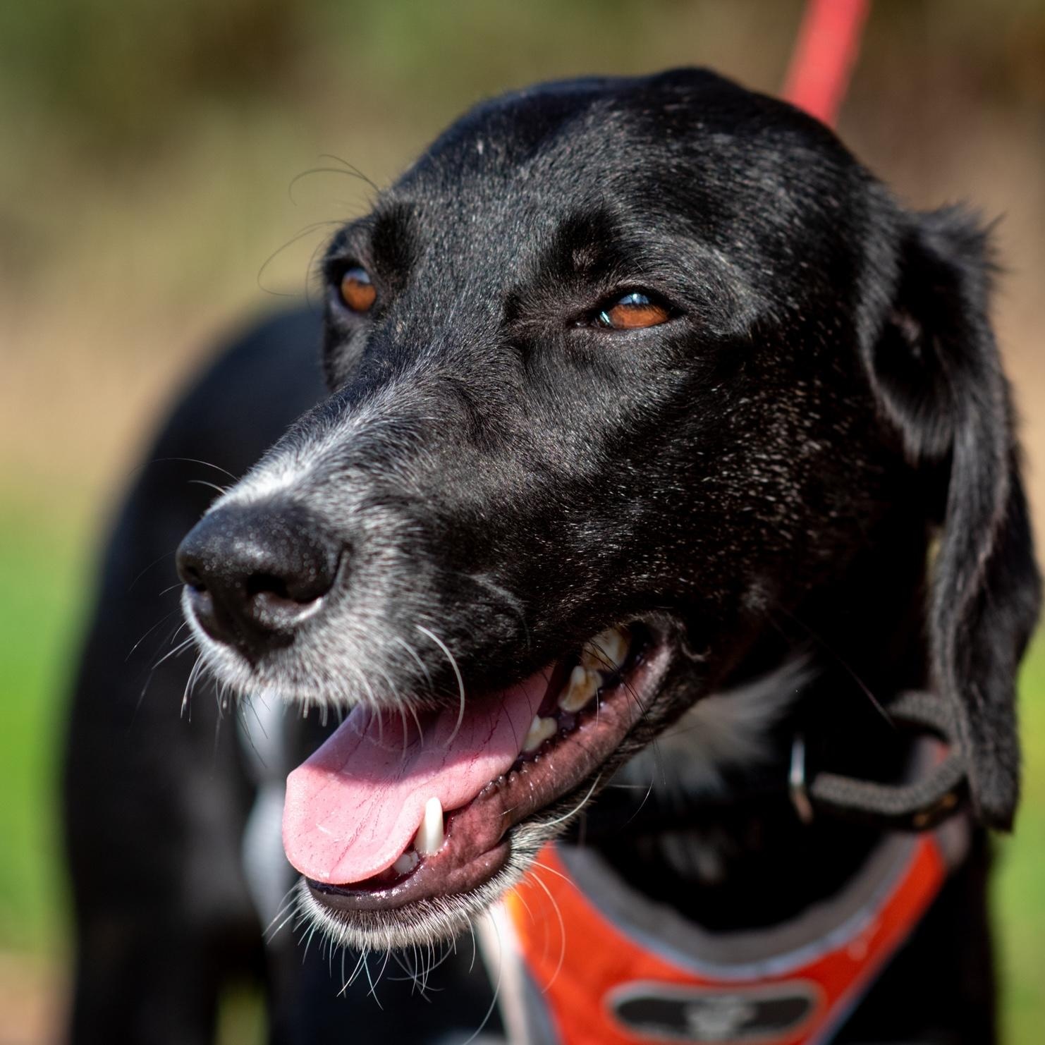 Enlarge Kira, a Adoptable mixed breed in Morristown, NJ image 1/6