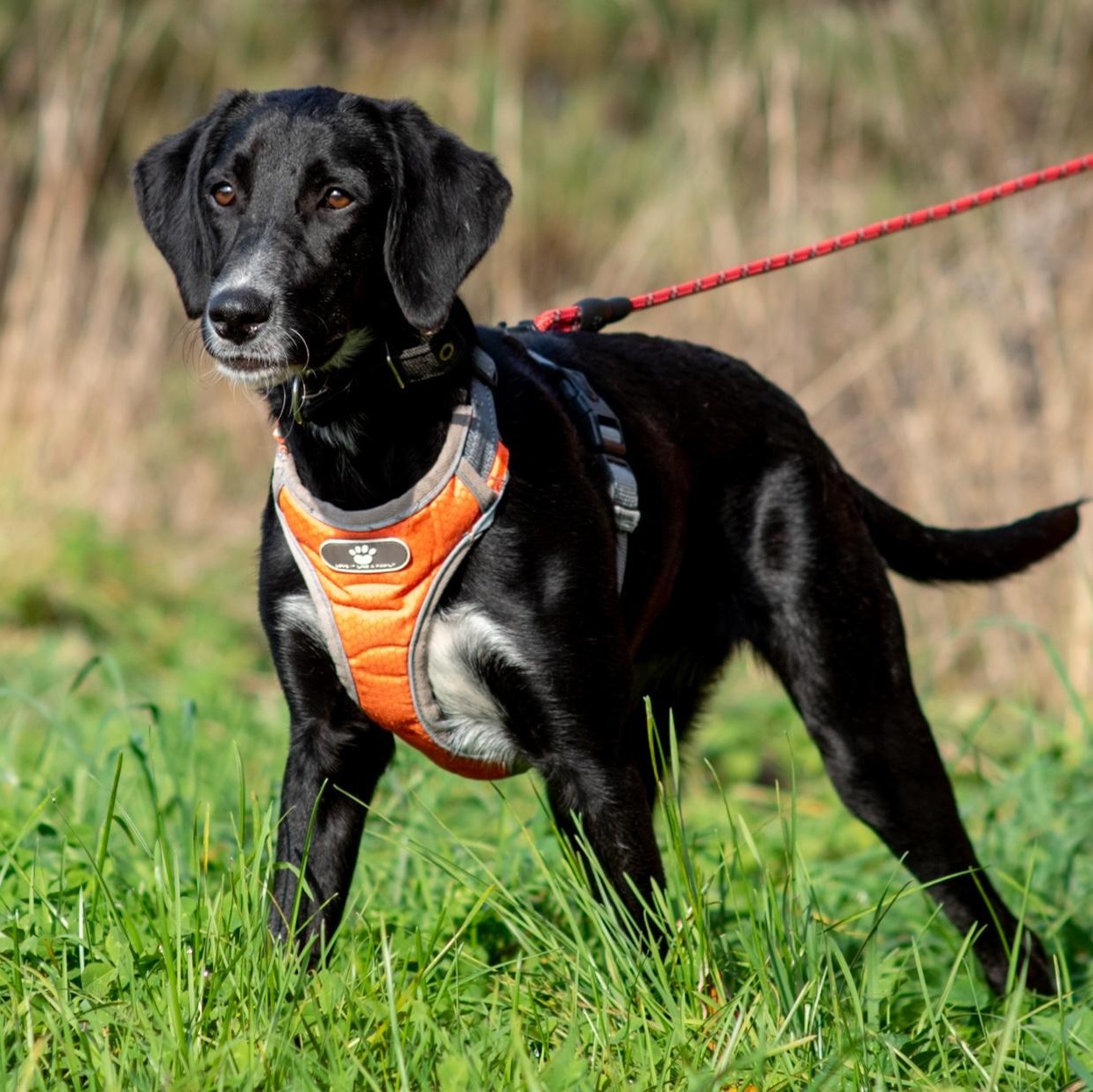 Enlarge Kira, a Adoptable mixed breed in Morristown, NJ image 3/6