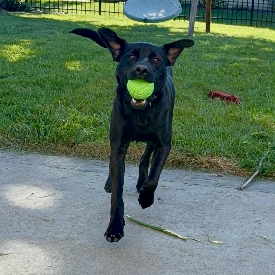 Enlarge Alvin, a Adoptable mixed breed in Brattleboro, VT image 3/4