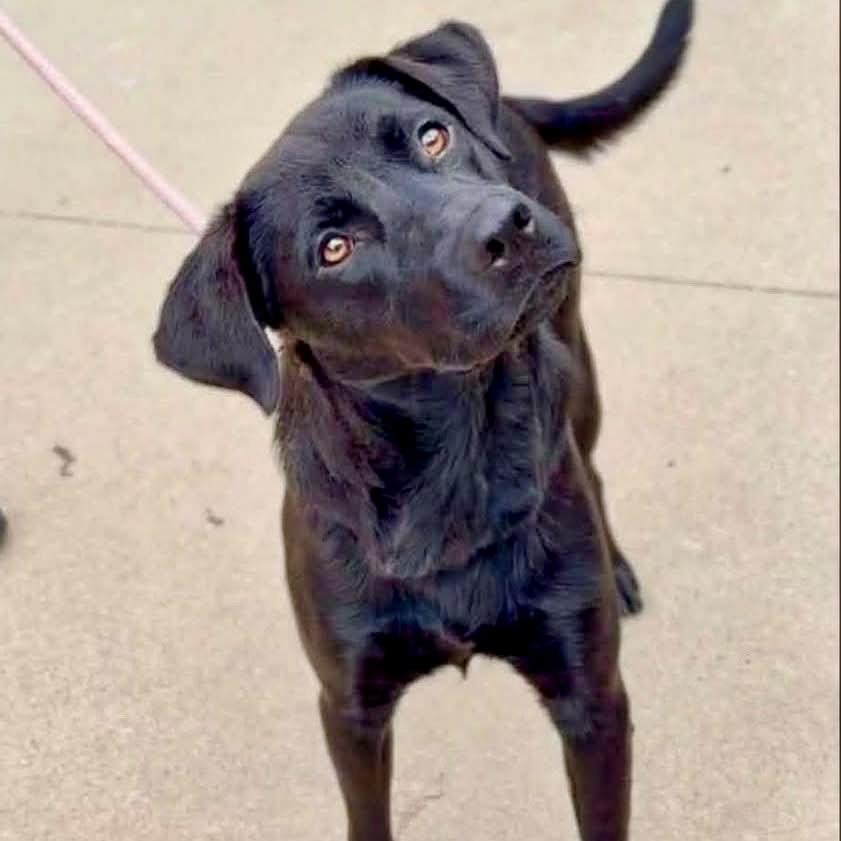 Alvin, Adoptable, Young Male Labrador Retriever.