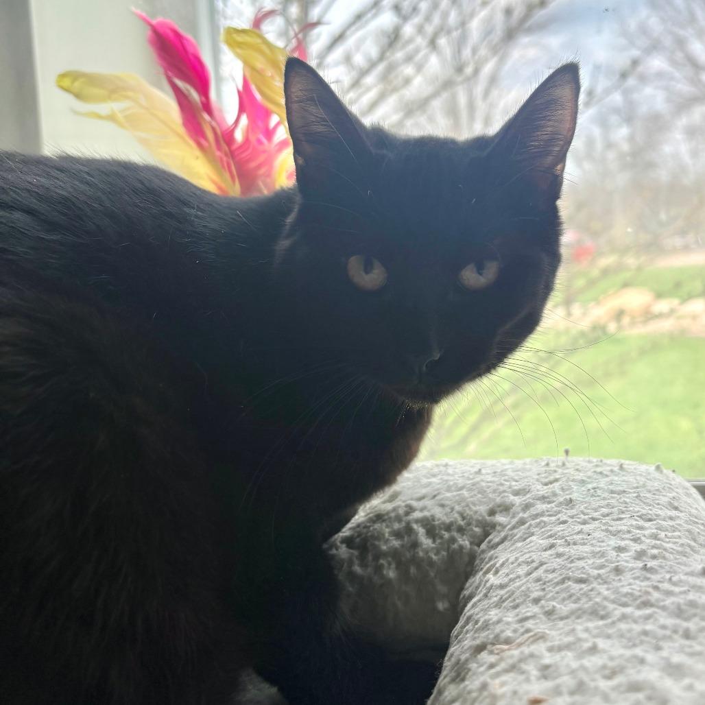 Orbit, Adoptable, Young Female Domestic Short Hair.