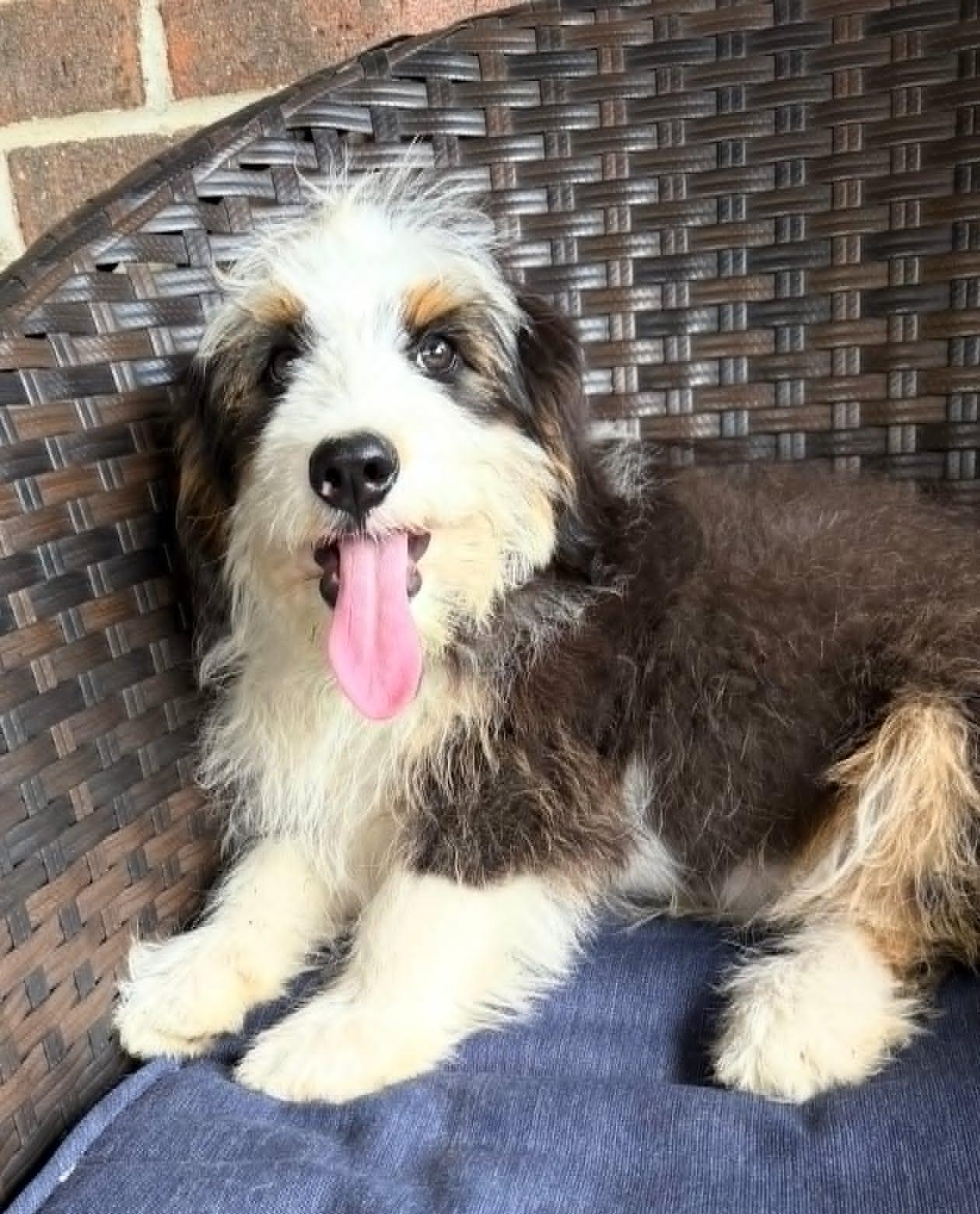Teddy, adopted, Puppy Male Bernedoodle.