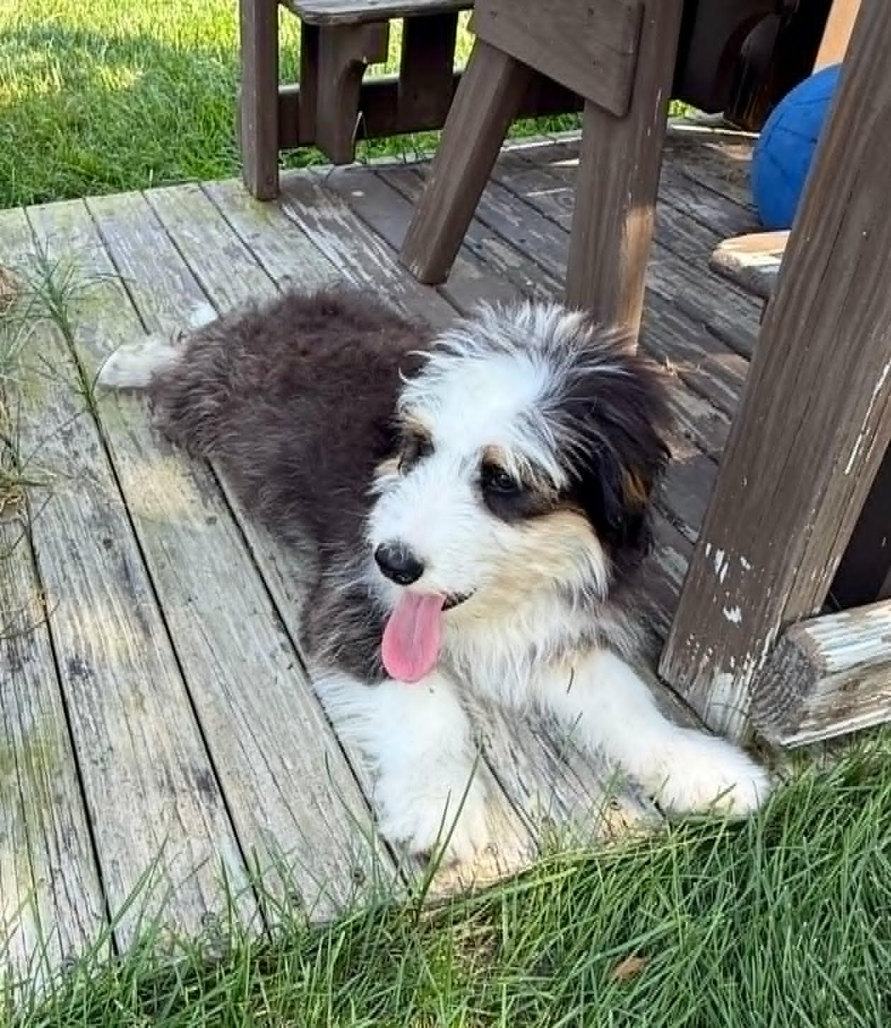 Teddy, an adopted mixed breed in Celina, OH image 4/5