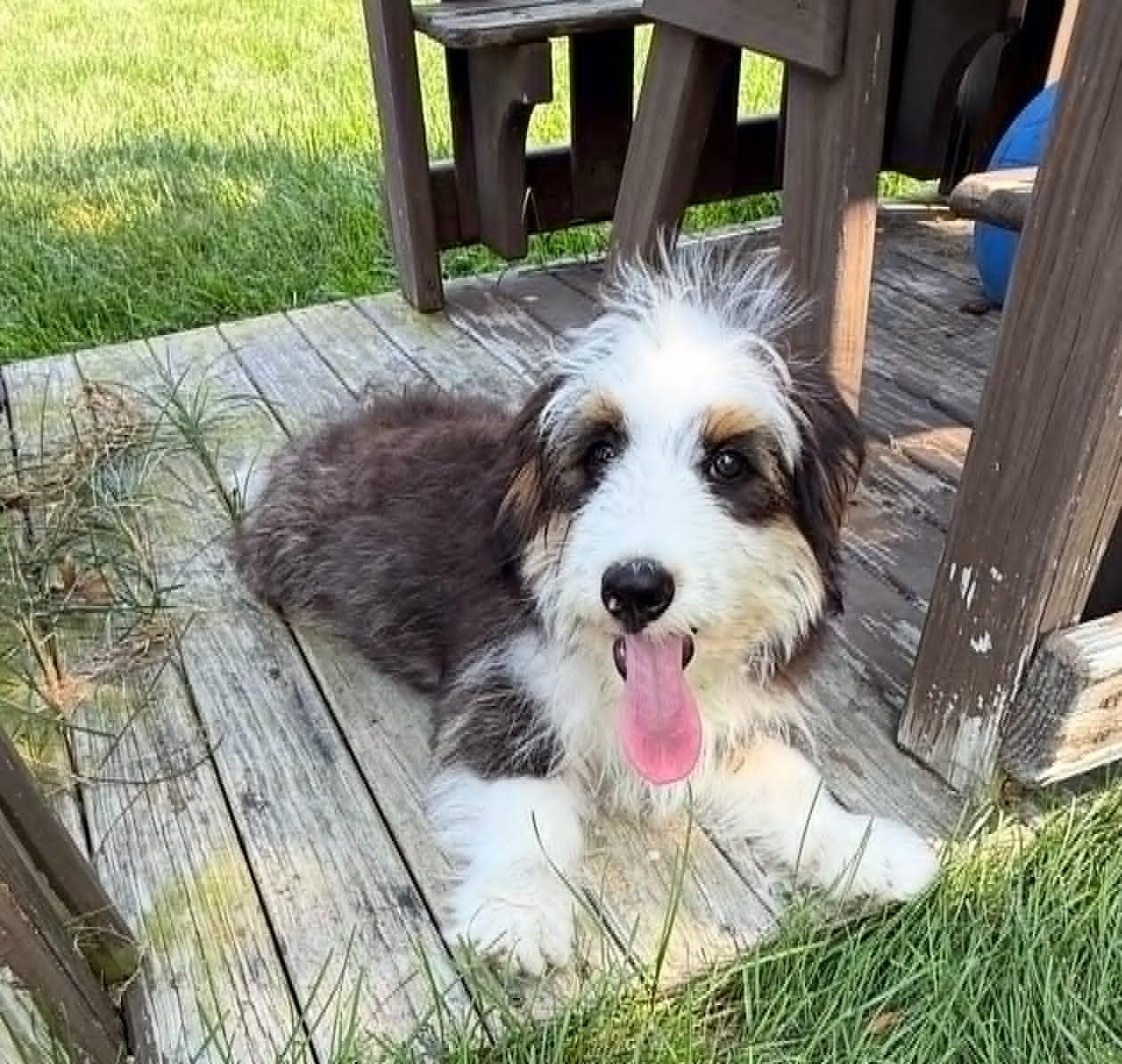 Teddy, an adopted mixed breed in Celina, OH image 3/5