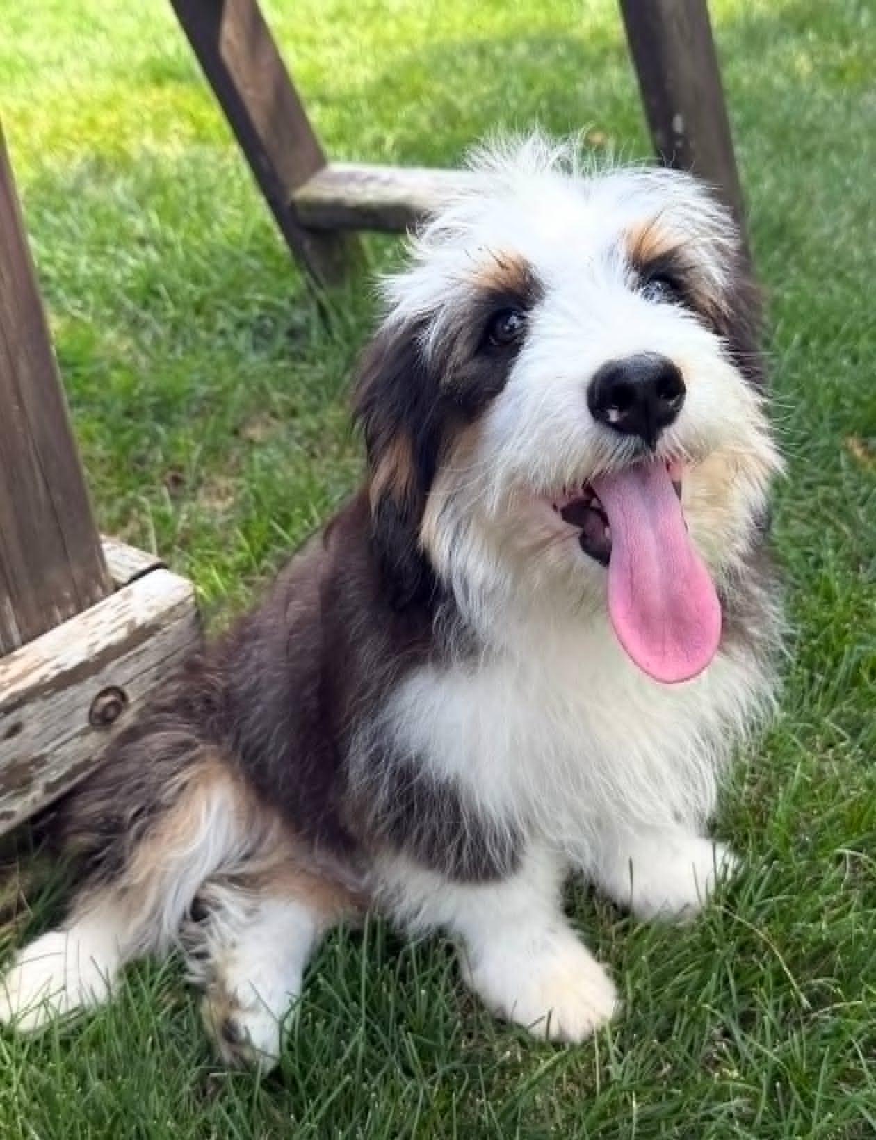 Teddy, an adopted mixed breed in Celina, OH image 2/5