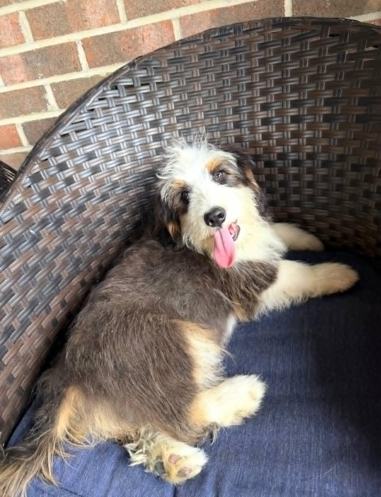 Teddy, an adopted mixed breed in Celina, OH image 5/5