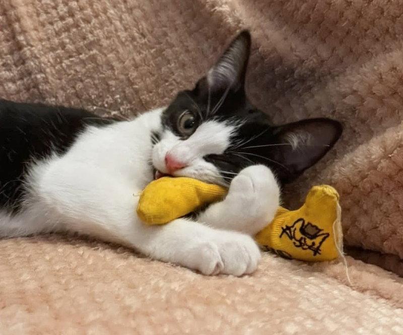Teddy, Adopted, Young Male Domestic Short Hair.