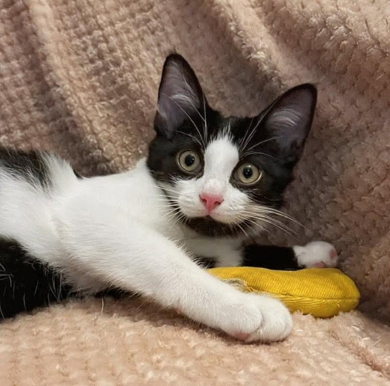 Enlarge Teddy, a Adopted Domestic Short Hair in Knoxville, TN image 2/3