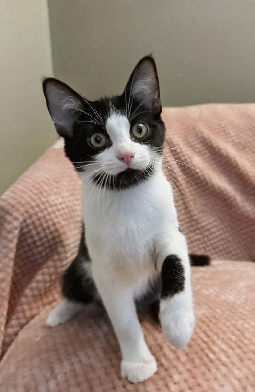 Enlarge Teddy, a Adopted Domestic Short Hair in Knoxville, TN image 3/3