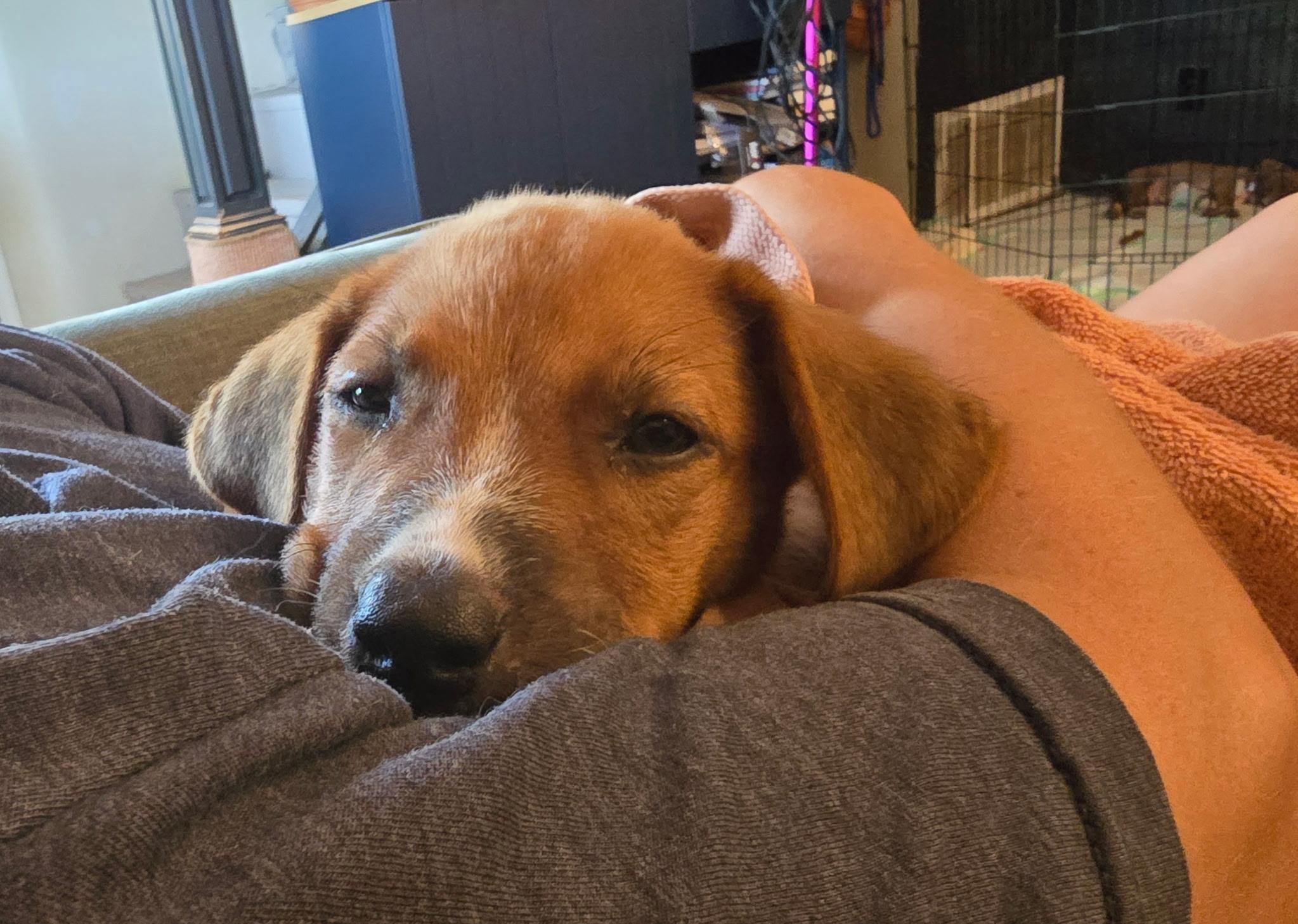 Loli, Adoptable, Puppy Female Retriever.